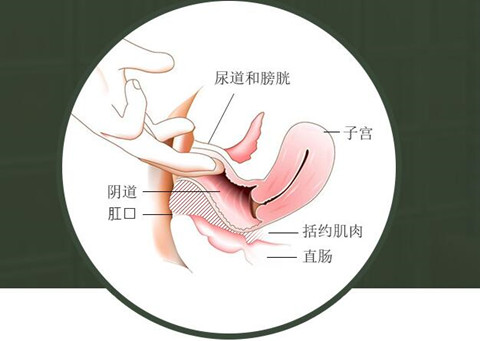 女性私密位置示意图