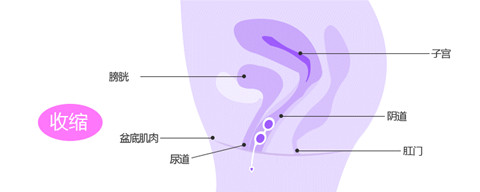 女性生殖器机构图