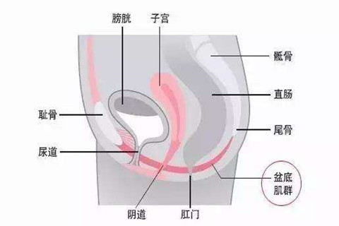 盆底肌群位置示意图