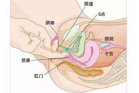 女性生殖器官解剖图