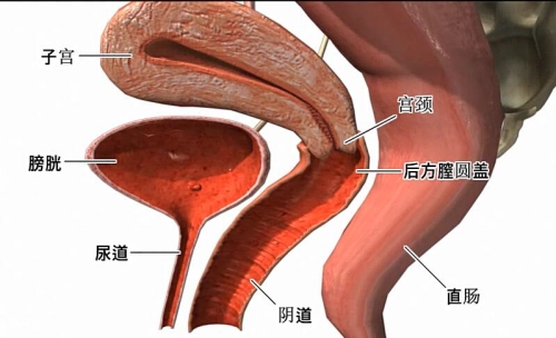 后方膣圆盖术