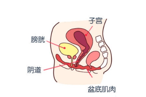 盆底肌位置示意图