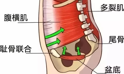 盆底构造图.jpg