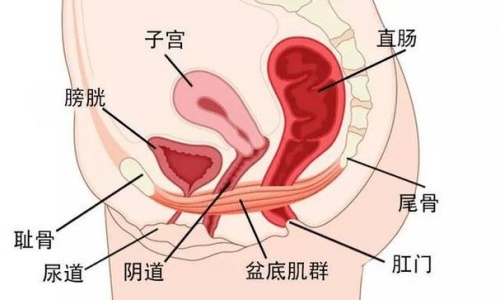 私密解剖图